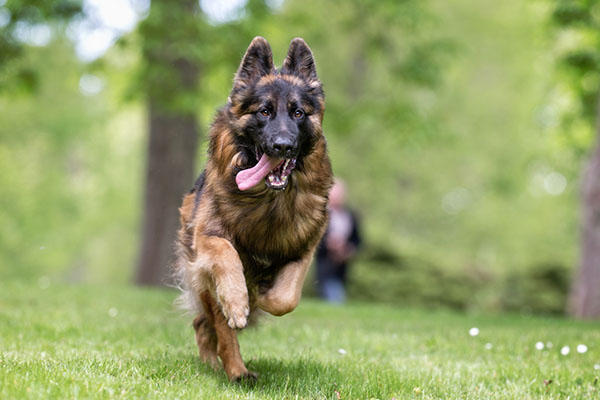 hund på sommaren