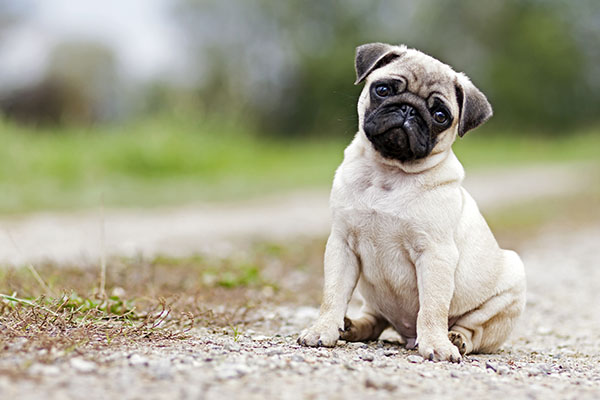 pug som sitter ner